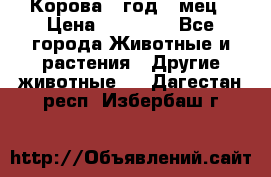 Корова 1 год 4 мец › Цена ­ 27 000 - Все города Животные и растения » Другие животные   . Дагестан респ.,Избербаш г.